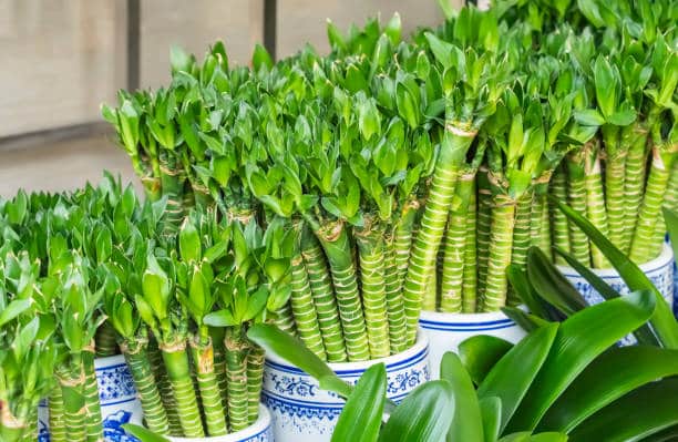 TIger Bamboo